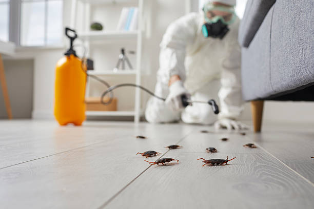 Post-Treatment Bed Bug Interceptor Monitoring in Dallas Center